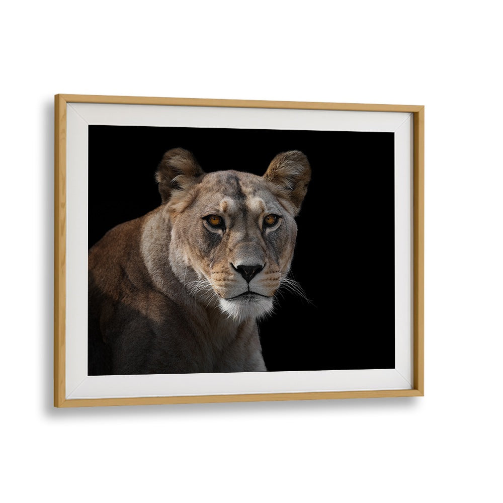 Stunning LIONESS PORTRAIT, PHOTOGRAPHY PRINTS showcasing the majestic beauty of wildlife, perfect for nature lovers.