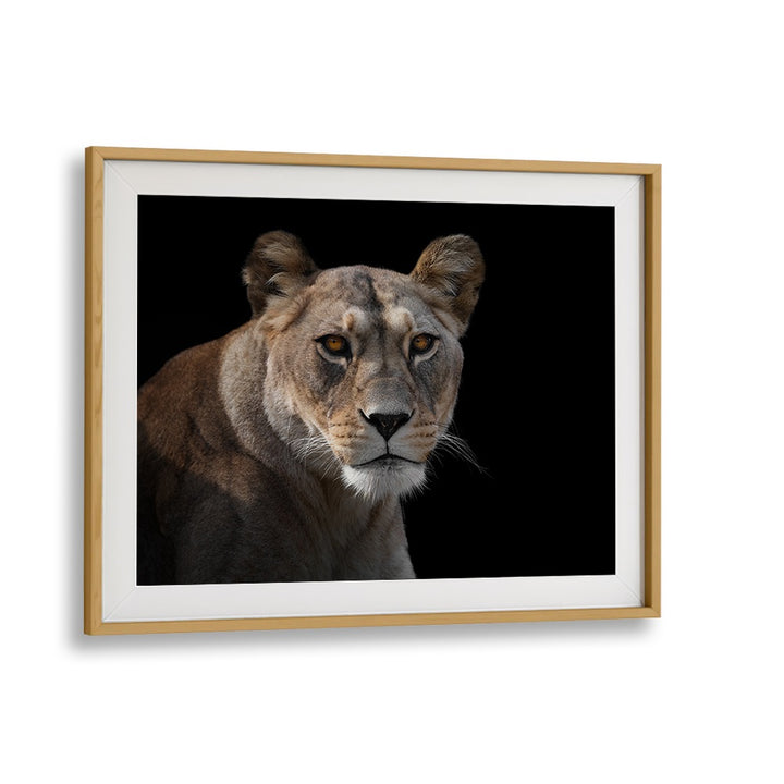 Stunning LIONESS PORTRAIT, PHOTOGRAPHY PRINTS showcasing the majestic beauty of wildlife, perfect for nature lovers.