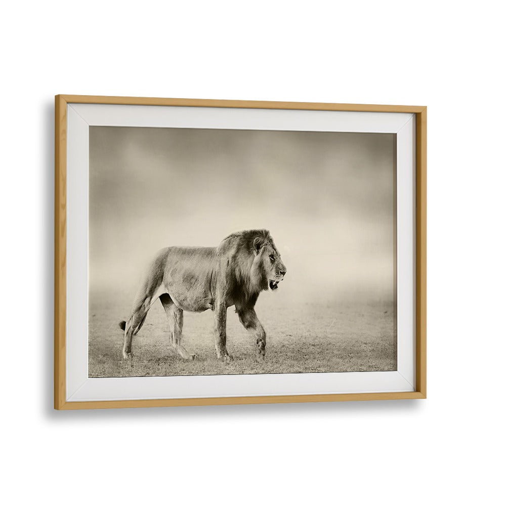A majestic lion captured in "The Walk, Photography Prints," showcasing wildlife's beauty in fine art.