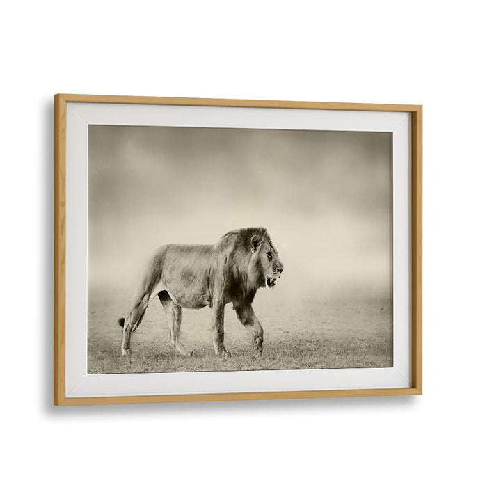 A majestic lion captured in "The Walk, Photography Prints," showcasing wildlife's beauty in fine art.
