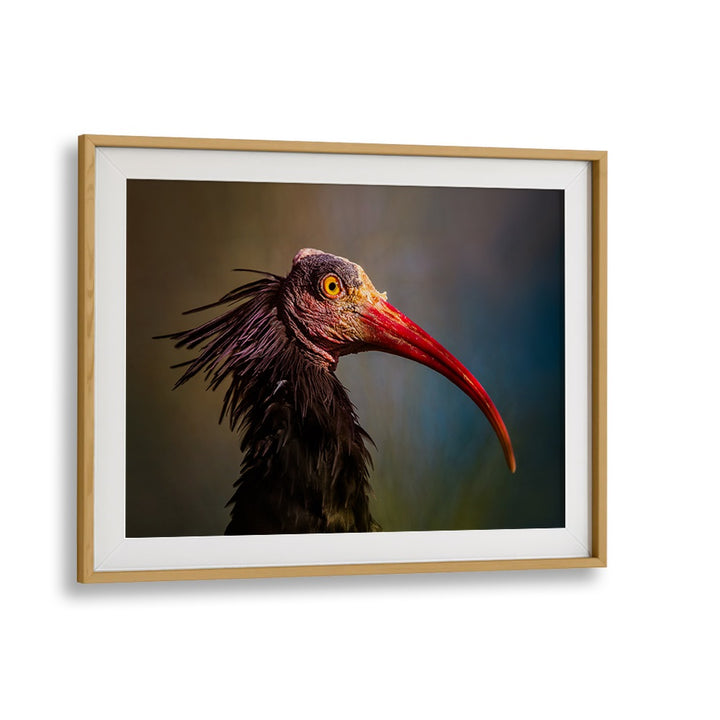 SPLENDOROUS BEAUTY  , PHOTOGRAPHY PRINTS