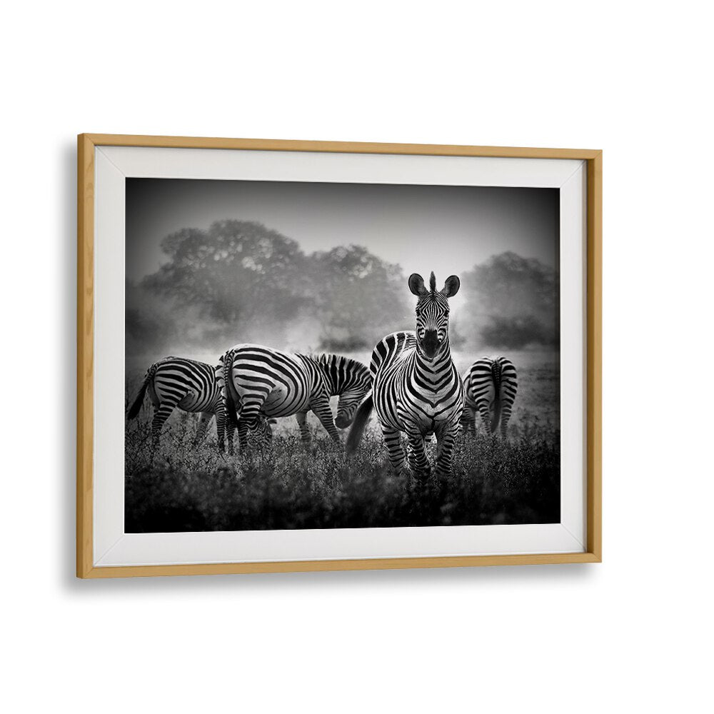 Stallion in a Pin Stripe Suit, photography prints showcasing the elegance and power of wildlife artistry.