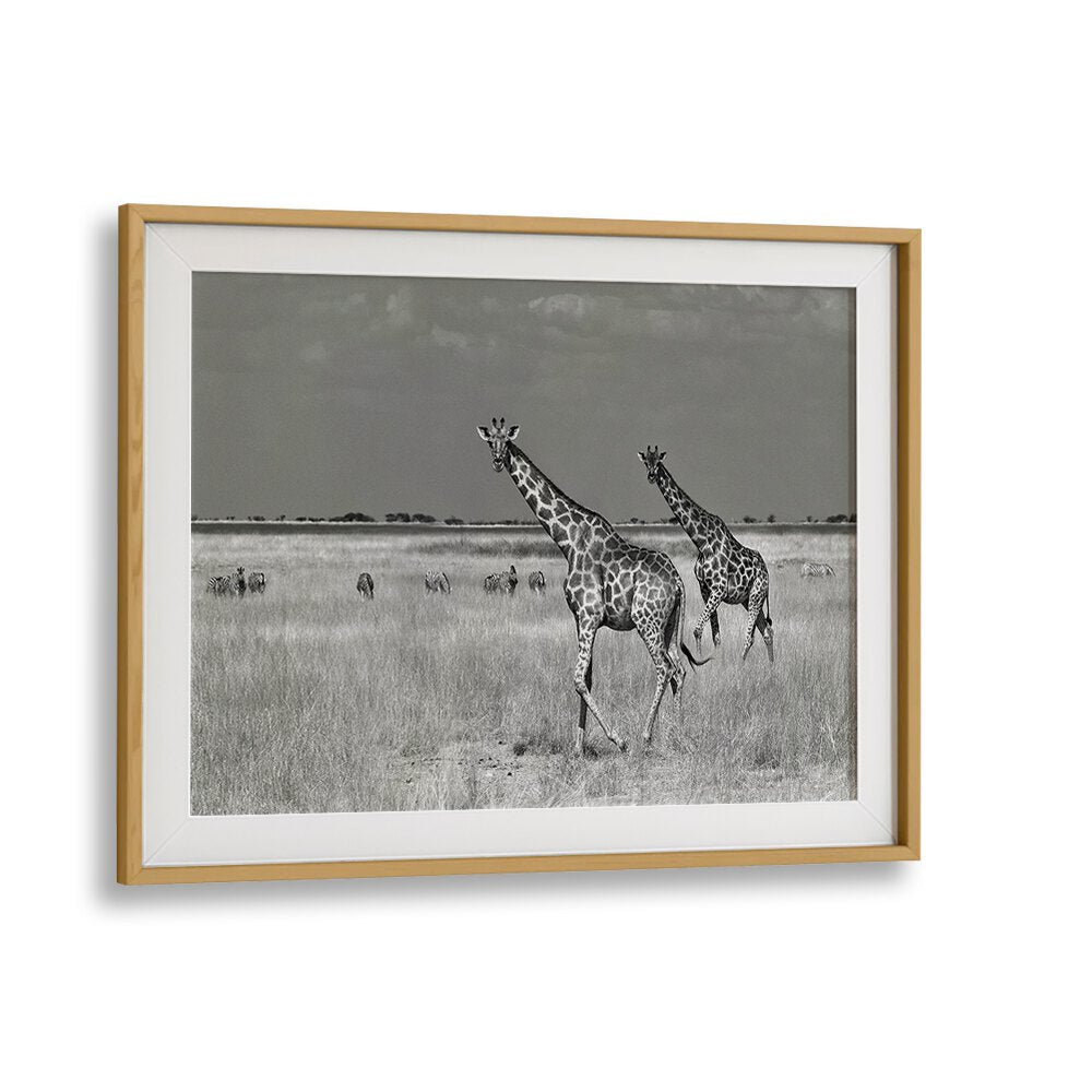 Stunning black-and-white photography prints capturing giraffes, perfect for tourists spending on nature art.