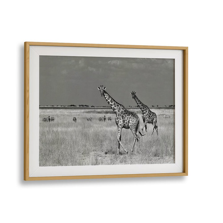 Stunning black-and-white photography prints capturing giraffes, perfect for tourists spending on nature art.