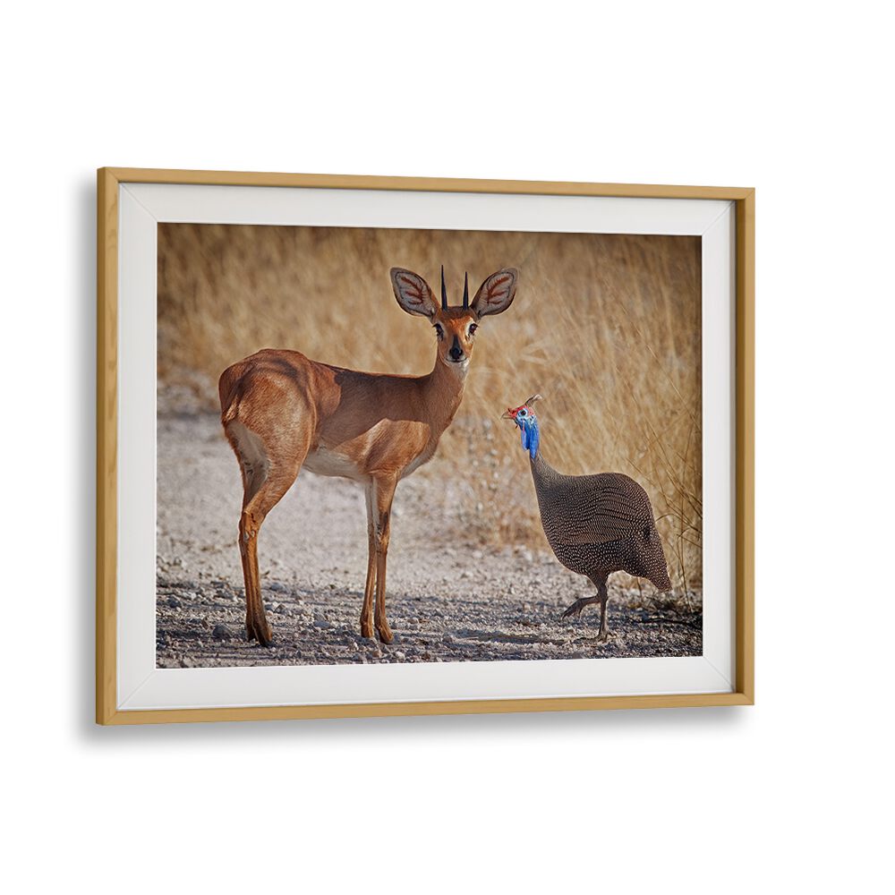 Wildlife scene featuring a deer and a guineafowl, perfect for "MY BEST FRIEND, PHOTOGRAPHY PRINTS" collection.