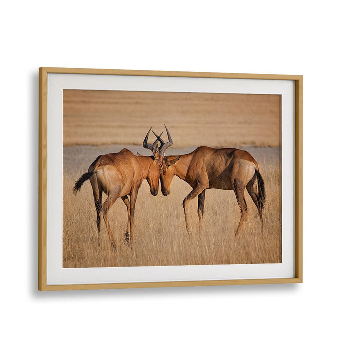 Hartebeests in a golden field, beautifully captured in fine art photography prints for nature lovers.