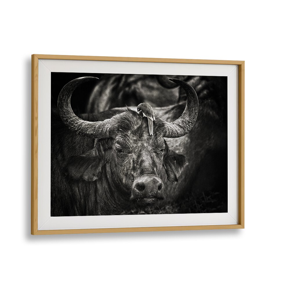 Stunning RED-BILLED OXPECKER perched on a buffalo in captivating wildlife photography prints for nature lovers.