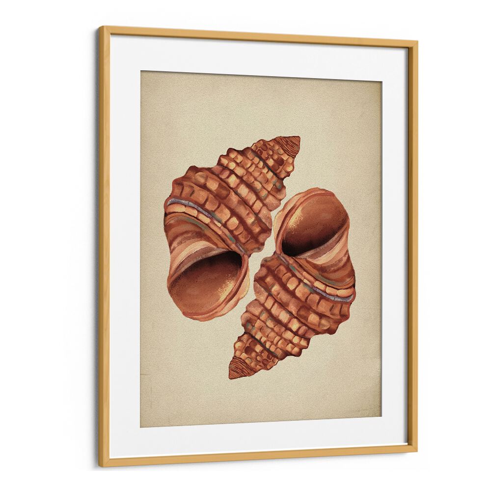 Framed SEASHELL VINTAGE, BEACH PAINTINGS showcasing elegant seashells, perfect for coastal home décor.