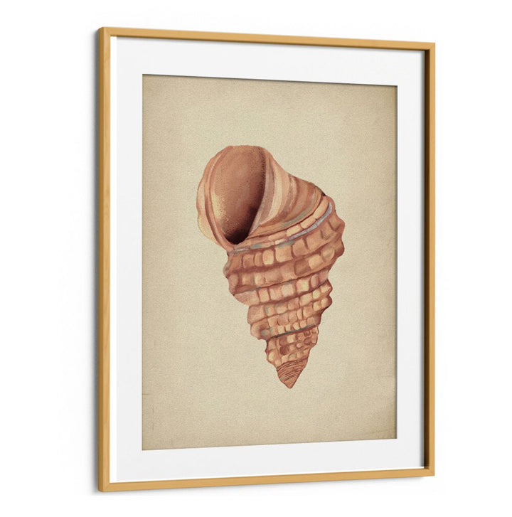 Framed PINK SEASHELLS , BEACH PAINTINGS add coastal charm, perfect for transforming your space into a seaside retreat.