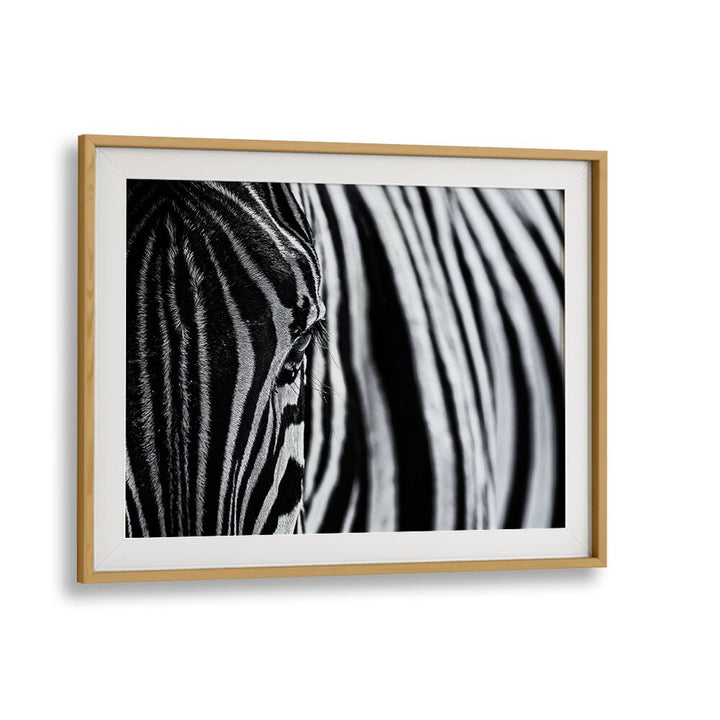 Black and white zebra art print from THE LOOK OF NATURE, PHOTOGRAPHY PRINTS collection, capturing nature's beauty.