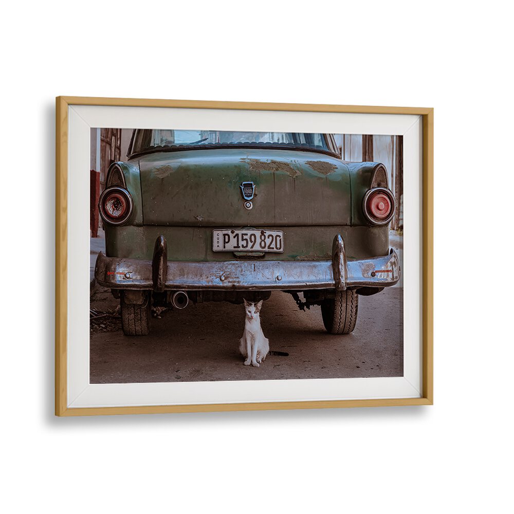Cuban Cat with Car, Photography Prints showcase a charming feline beside a vintage car in vibrant urban Cuba.