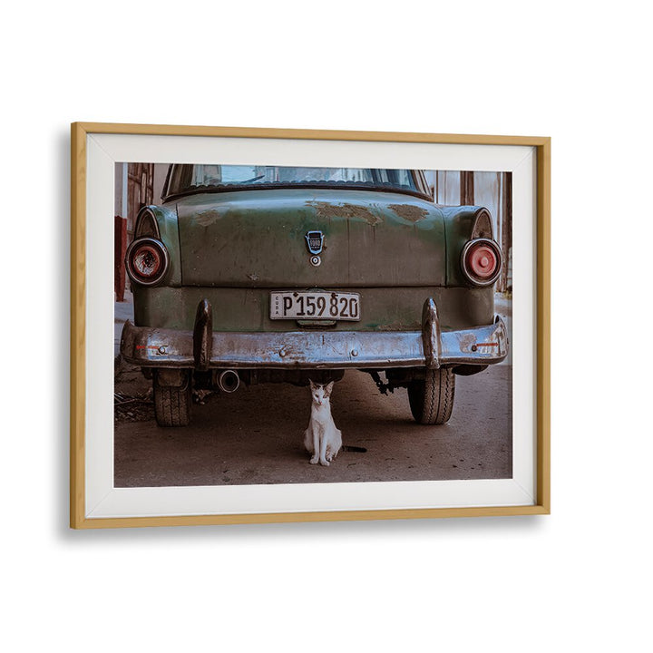 Cuban Cat with Car, Photography Prints showcase a charming feline beside a vintage car in vibrant urban Cuba.