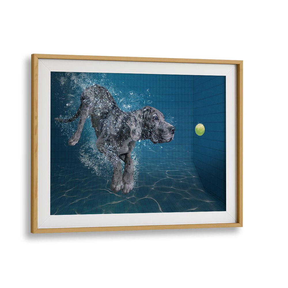 SPLASH DOG, PHOTOGRAPHY PRINTS showcase a dog diving for a ball, capturing the joy of wildlife in action.