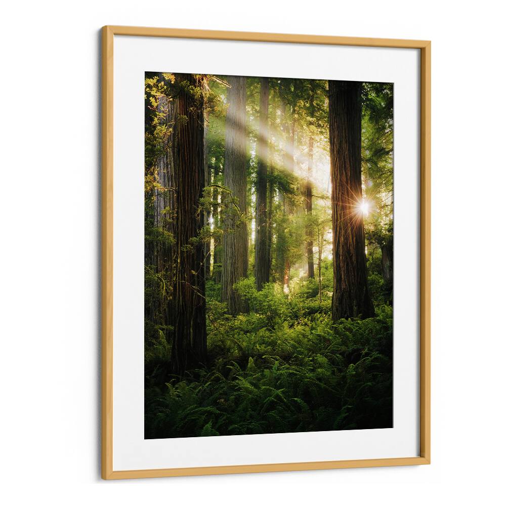 FAIRY FOREST , LANDSCAPE PHOTO PRINTS , LANDSCAPE PHOTOGRAPHY