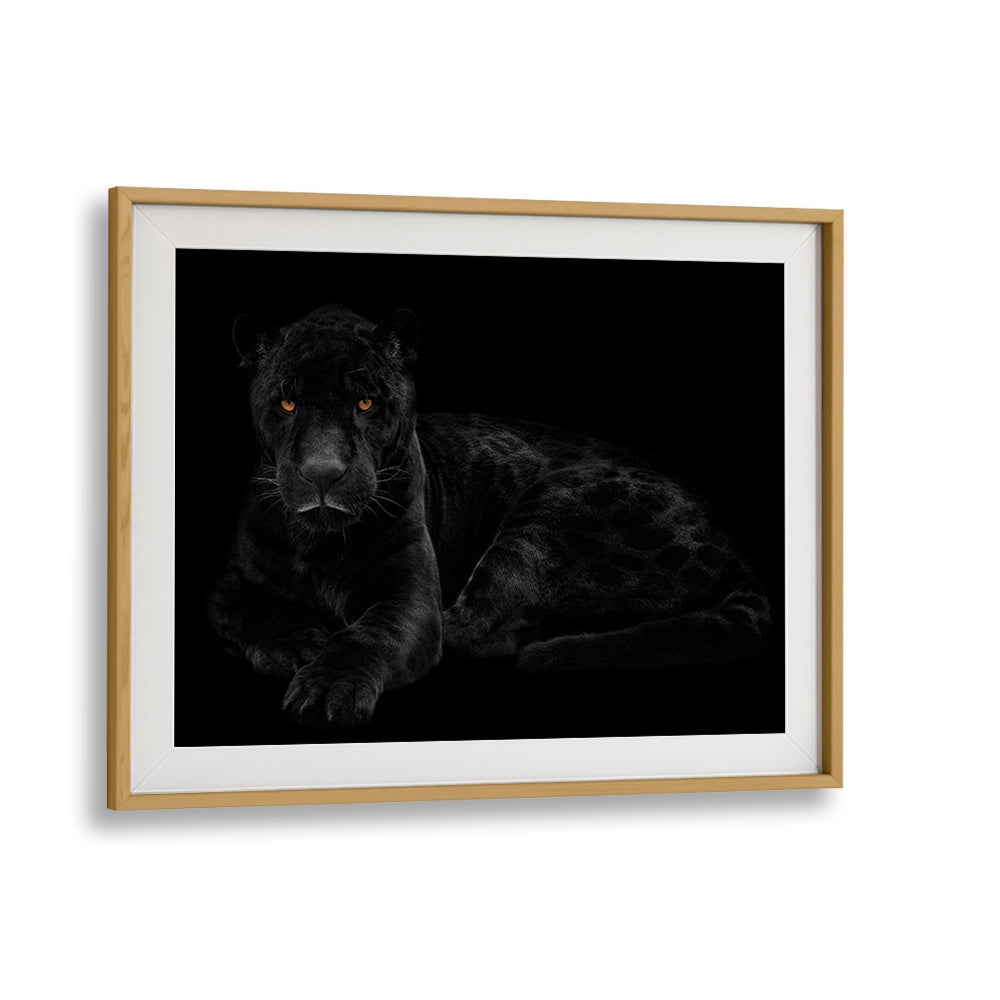 Captivating BLACK PANTHER III, PHOTOGRAPHY PRINTS showcasing the majestic beauty of the elusive black panther.
