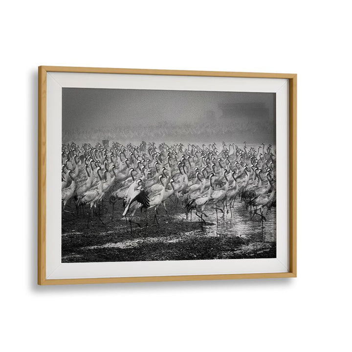 BIRD CITY, PHOTOGRAPHY PRINTS showcase stunning action photography of cranes in a dynamic, captivating scene.
