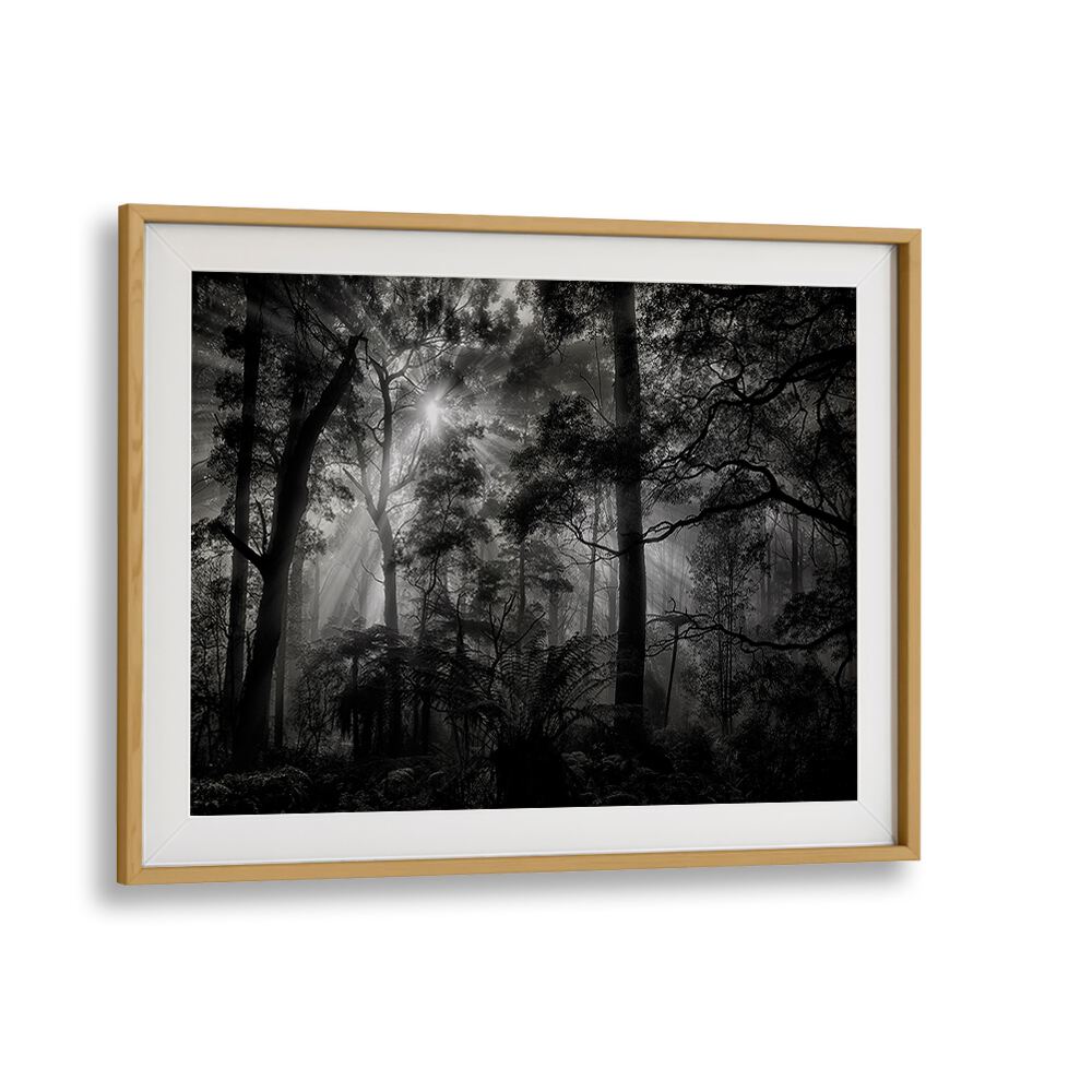 Captivating PRIMARY FOREST, PHOTOGRAPHY PRINTS showcasing serene landscapes to enhance your living space.