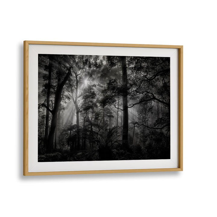 Captivating PRIMARY FOREST, PHOTOGRAPHY PRINTS showcasing serene landscapes to enhance your living space.