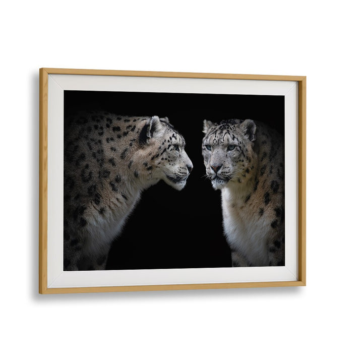 Stunning LIKE A MIRROR, PHOTOGRAPHY PRINTS showcasing two snow leopards in a captivating art piece. Perfect for wildlife lovers.