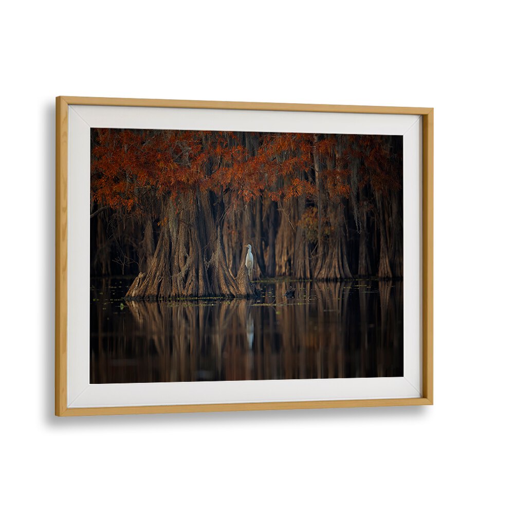 Serene cypress trees reflect in still waters, showcasing TRANQUIL LAKE, PHOTOGRAPHY PRINTS for a peaceful ambiance.