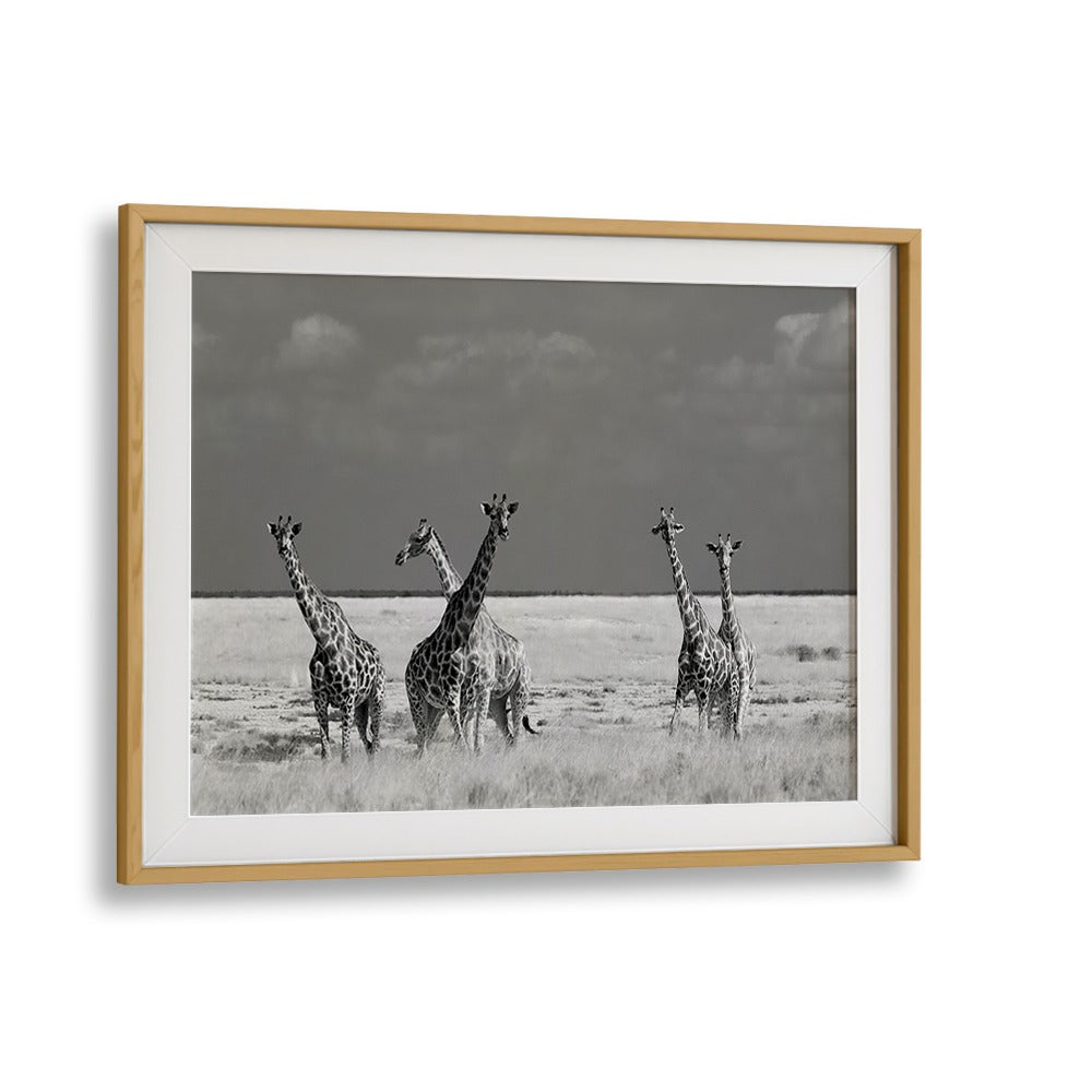 Giraffes stand gracefully in black and white, showcasing wildlife beauty in LOOK GIRL STRANGE ANIMALS, PHOTOGRAPHY PRINTS.