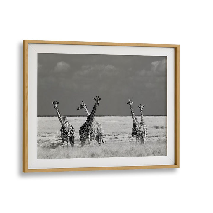Giraffes stand gracefully in black and white, showcasing wildlife beauty in LOOK GIRL STRANGE ANIMALS, PHOTOGRAPHY PRINTS.