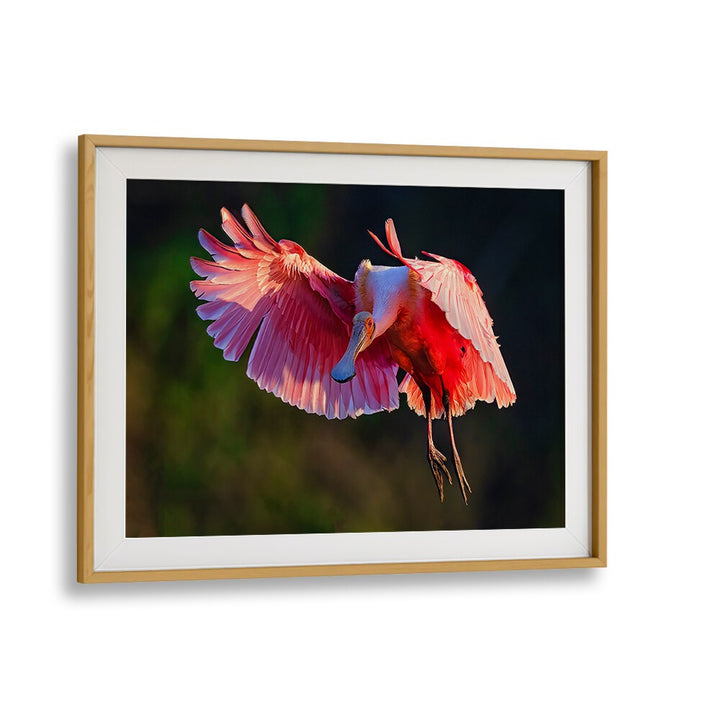 Stunning Roseate Spoonbill, photography prints showcasing vibrant elegance in nature's habitat. Perfect for home decor.