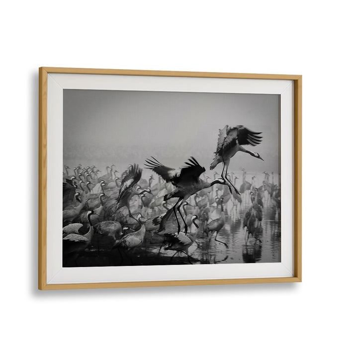 Elegant TRIO, PHOTOGRAPHY PRINTS showcasing majestic birds in motion, perfect for art enthusiasts and collectors.
