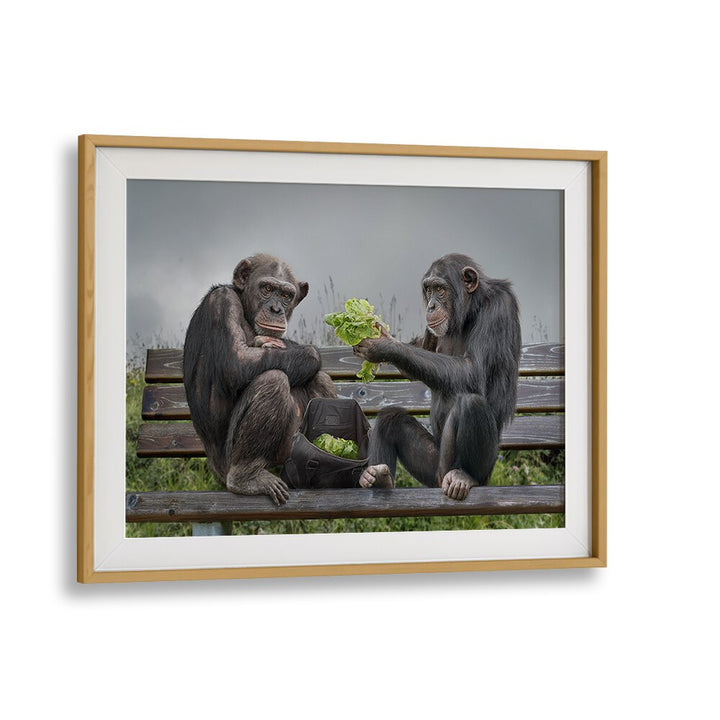 Whimsical MONKEY SALAD, PHOTOGRAPHY PRINTS featuring playful chimps enjoying lettuce on a park bench. Perfect decor!