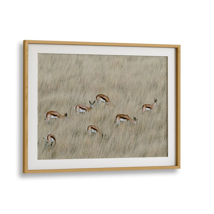 Stunning wildlife captured in WE ARE SPOTTED, PHOTOGRAPHY PRINTS, showcasing graceful antelopes in tall grass.