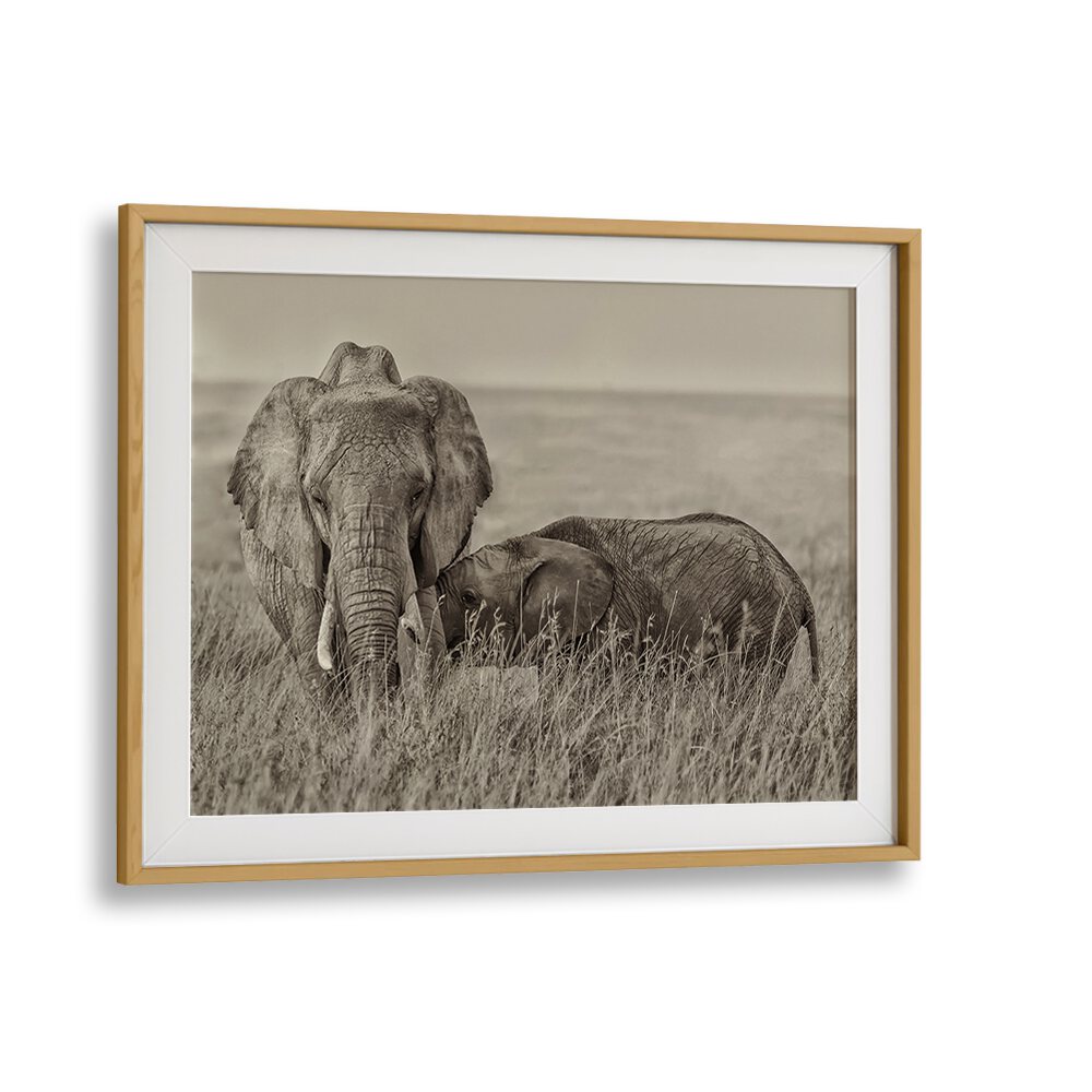 Elegant snuggling wildlife photography prints capture tender moments between elephants, showcasing nature's beauty.