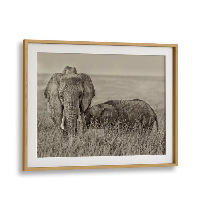 Elegant snuggling wildlife photography prints capture tender moments between elephants, showcasing nature's beauty.