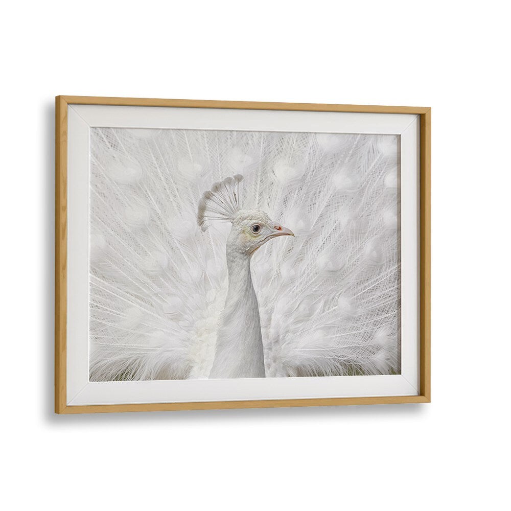 Stunning close-up of a white peacock, featured in INMACULATE, PHOTOGRAPHY PRINTS by Fegari. Perfect for art lovers!