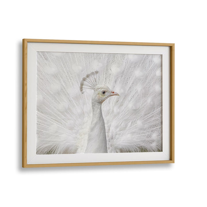 Stunning close-up of a white peacock, featured in INMACULATE, PHOTOGRAPHY PRINTS by Fegari. Perfect for art lovers!