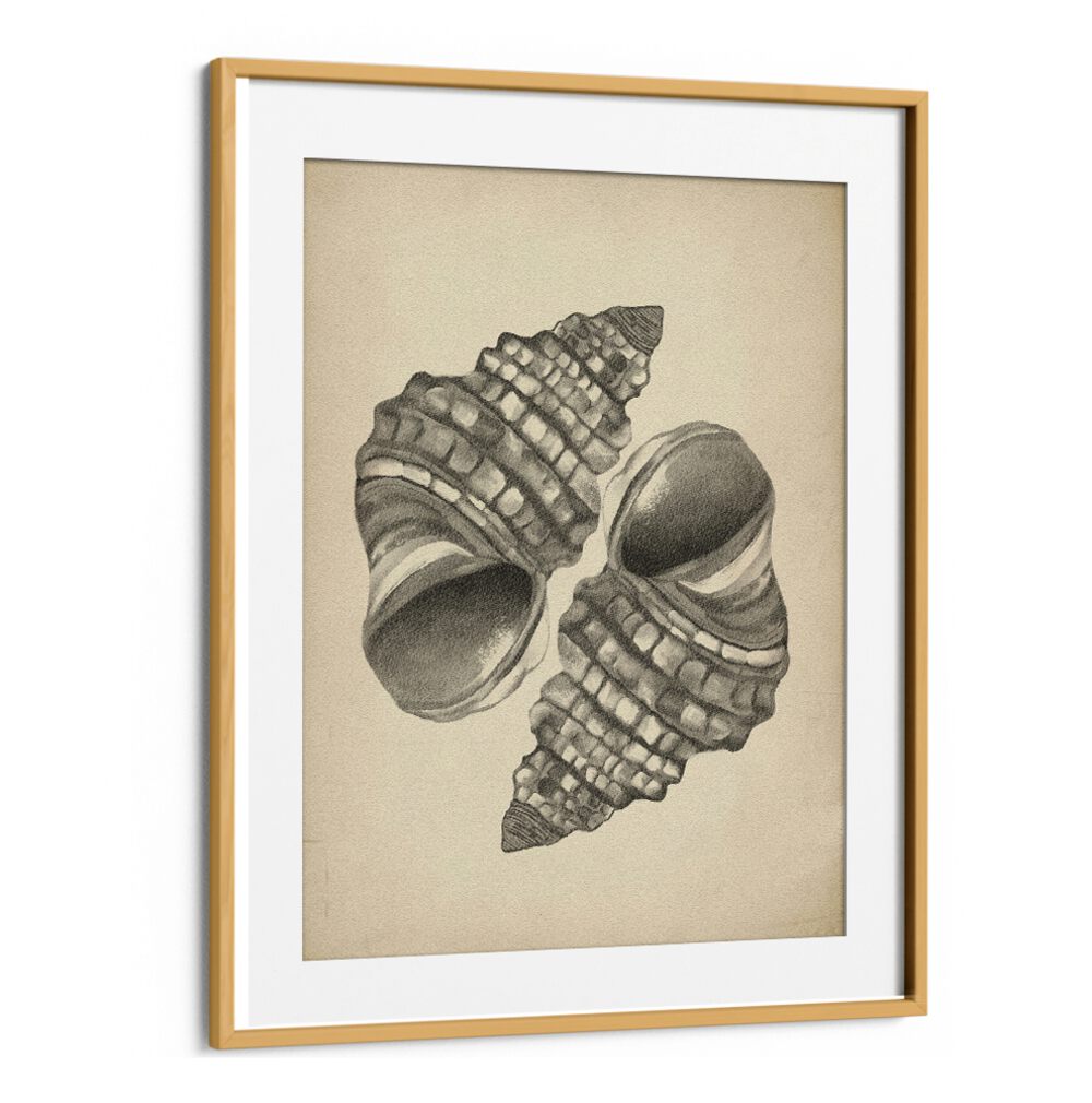 Elegant SEASHELLS II, BEACH PAINTINGS showcasing intricate seashells, perfect for coastal home decor.