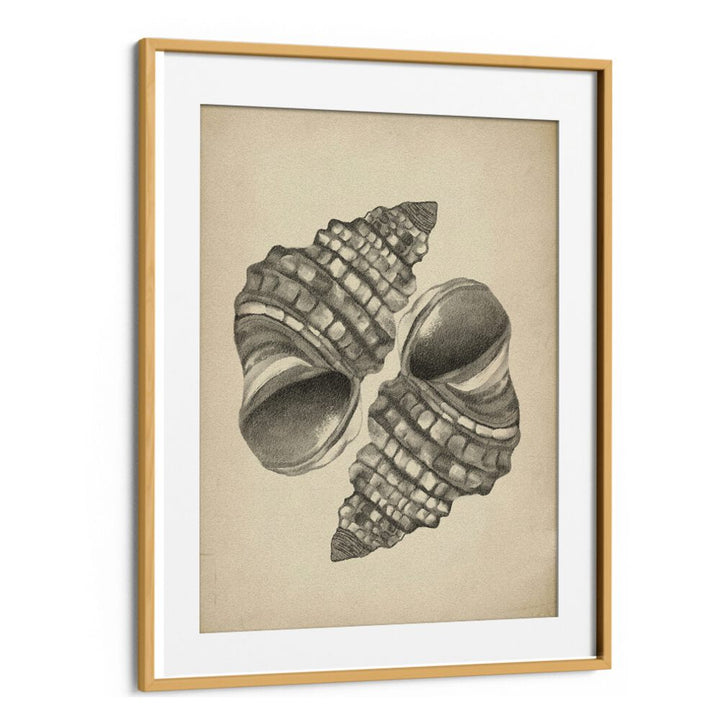 Elegant SEASHELLS II, BEACH PAINTINGS showcasing intricate seashells, perfect for coastal home decor.