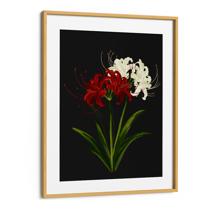 RED WHITE SPIDER LILIES