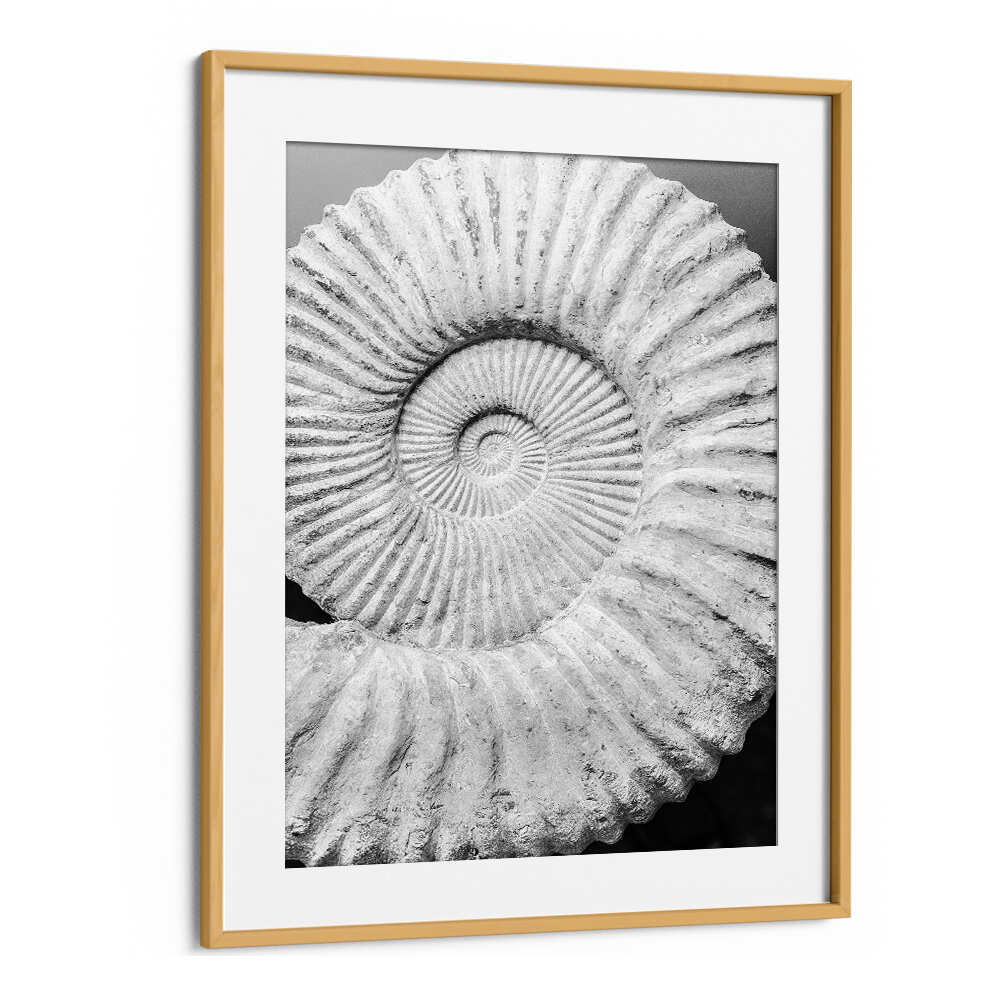 ANCIENT SPIRAL DREAMS , BEACH PAINTINGS framed fossil spiral beach print in gold frame by Oakwood Mount