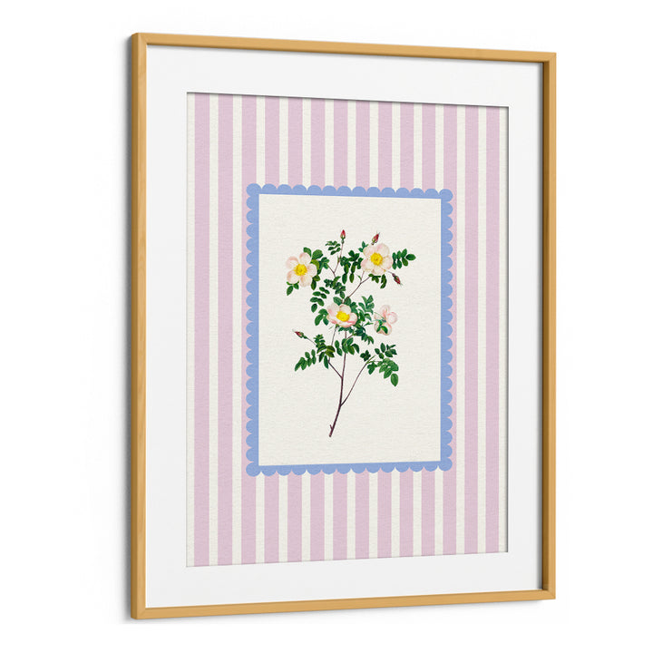 BLUSH WILD ROSE STUDY