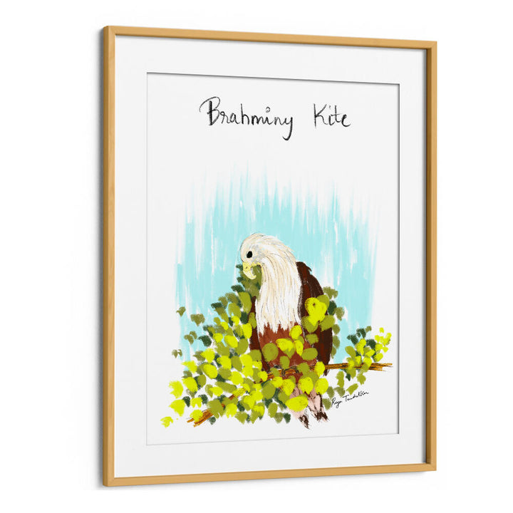 BRAHMINI KITE