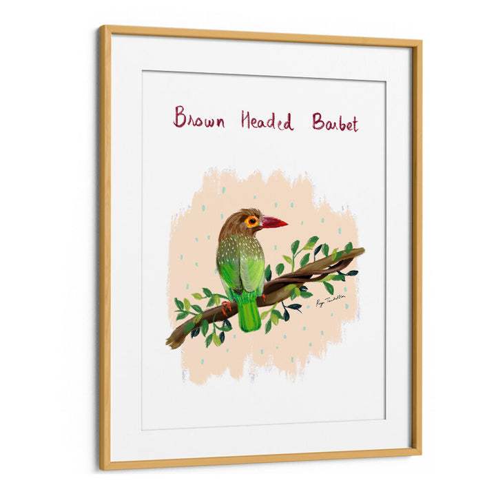 BROWN HEADED BARBET