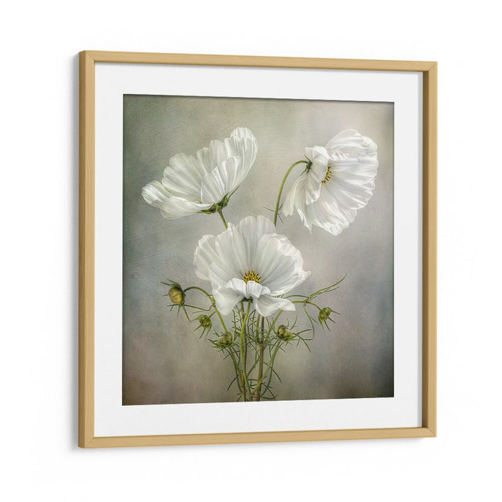 Elegant COSMOS CHARM, FLORAL FLOWER PAINTINGS showcasing delicate white flowers in a stylish wooden frame.