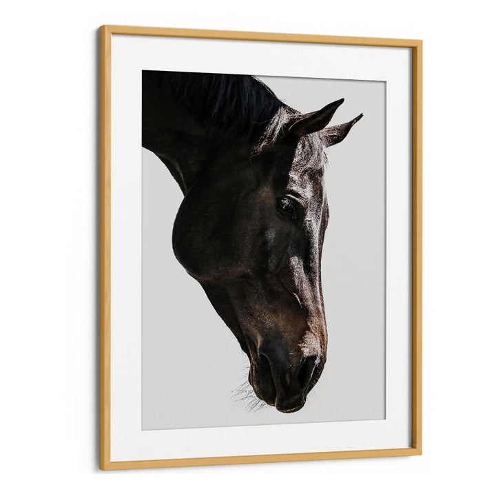 OakwoodMount framed dark horse head with soft expression — GENTLE EQUINE GAZE , ANIMAL PAINTINGS