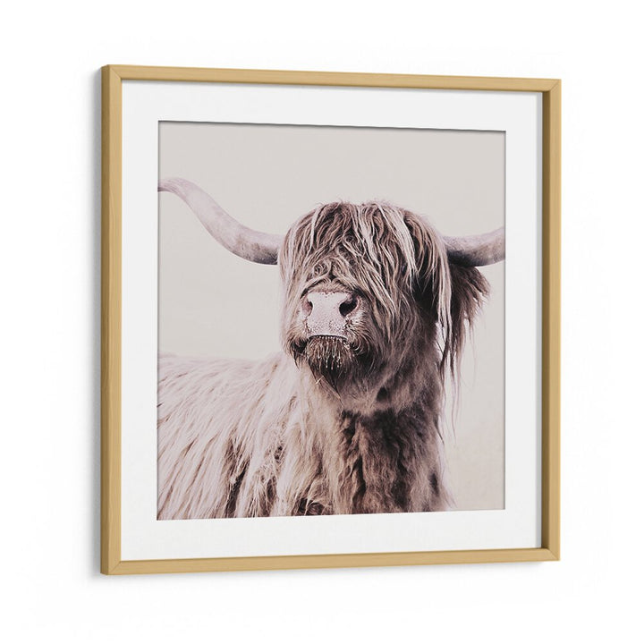 Highland Cattle Animal Paintings showcasing stunning detail, perfect for art lovers seeking wildlife decor.