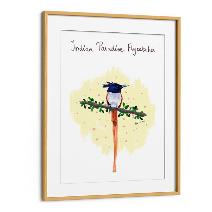 INDIAN PARADISE FLYCATCHER