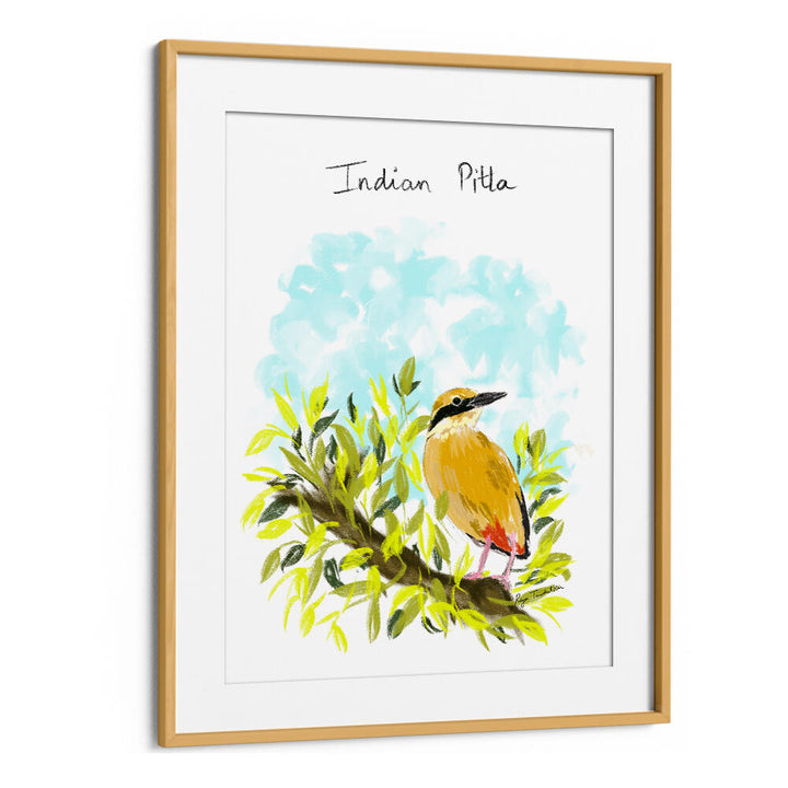 INDIAN PITTA