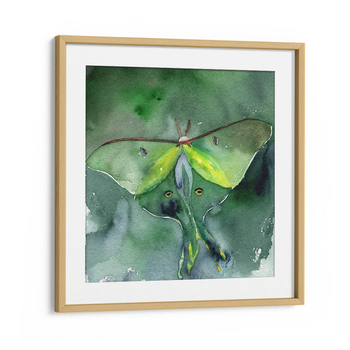 LUNA MOTH , ANIMAL PAINTINGS