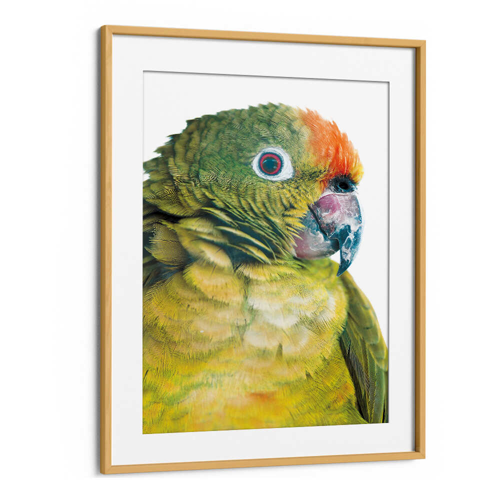PARROT GLANCE , ANIMAL PAINTINGS vibrant green parrot portrait in Oakwood Mount wood frame