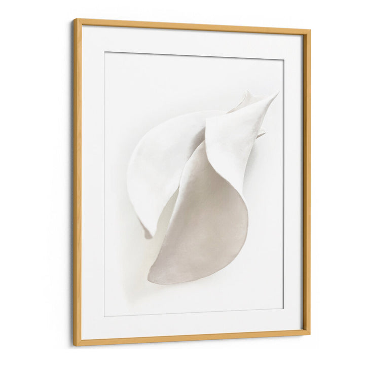 PETAL'S SILENCE , ORGANIC FORMS