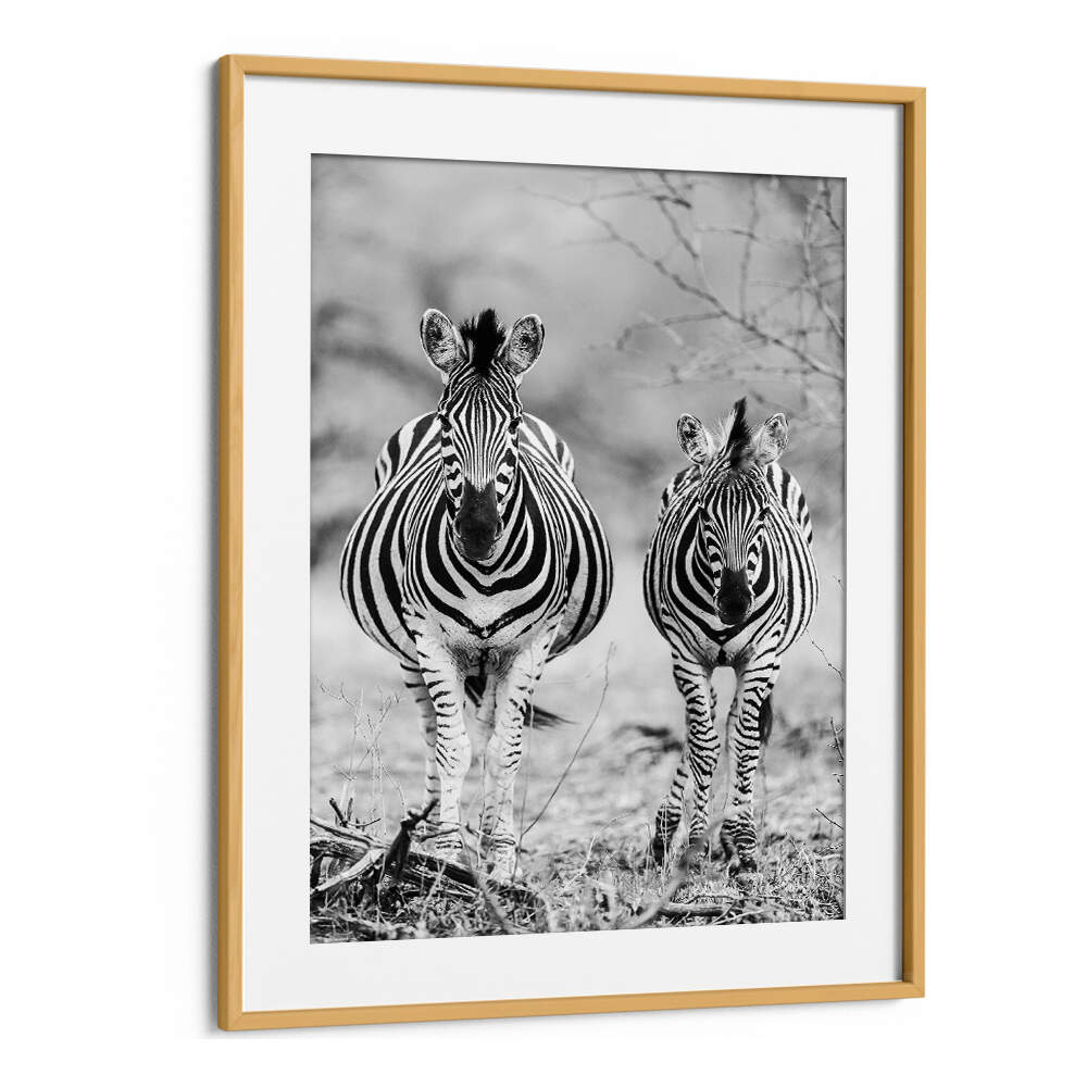 Oakwood Mount framed STRIPED HORSE , ANIMAL PAINTINGS: black-and-white zebra pair wall art in wooden frame